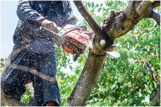 tree services Antlers